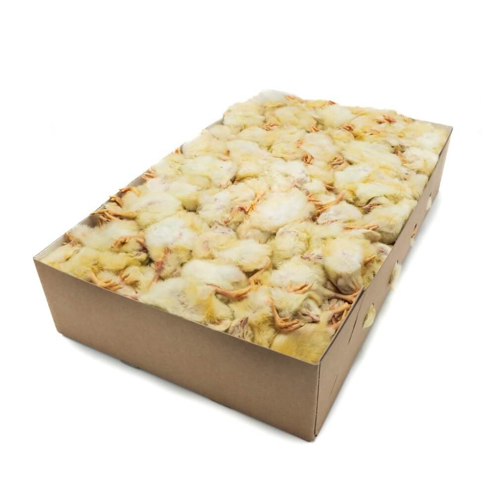 Day Old Chicks (White Box)