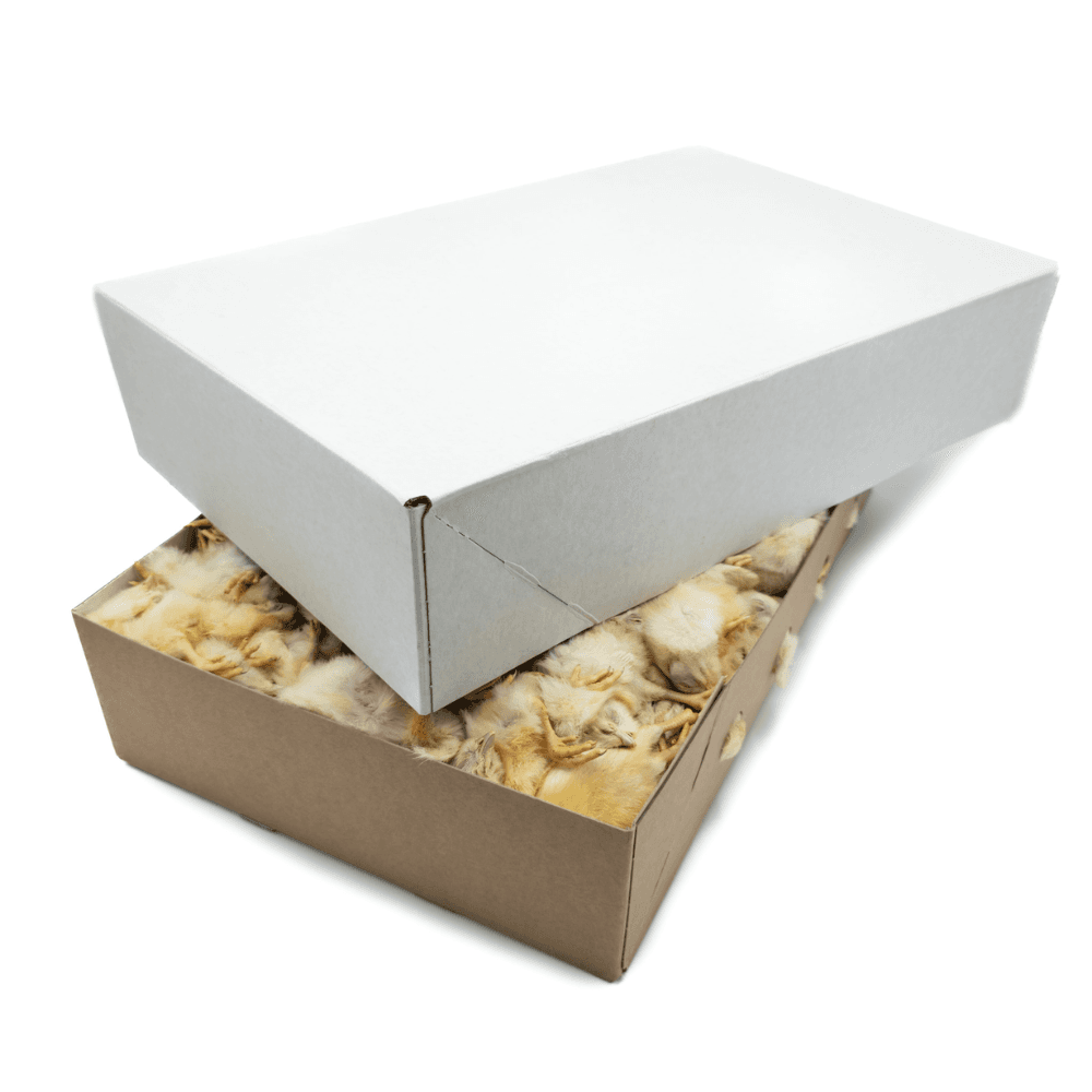 Eintagsküken (Weißer Karton)