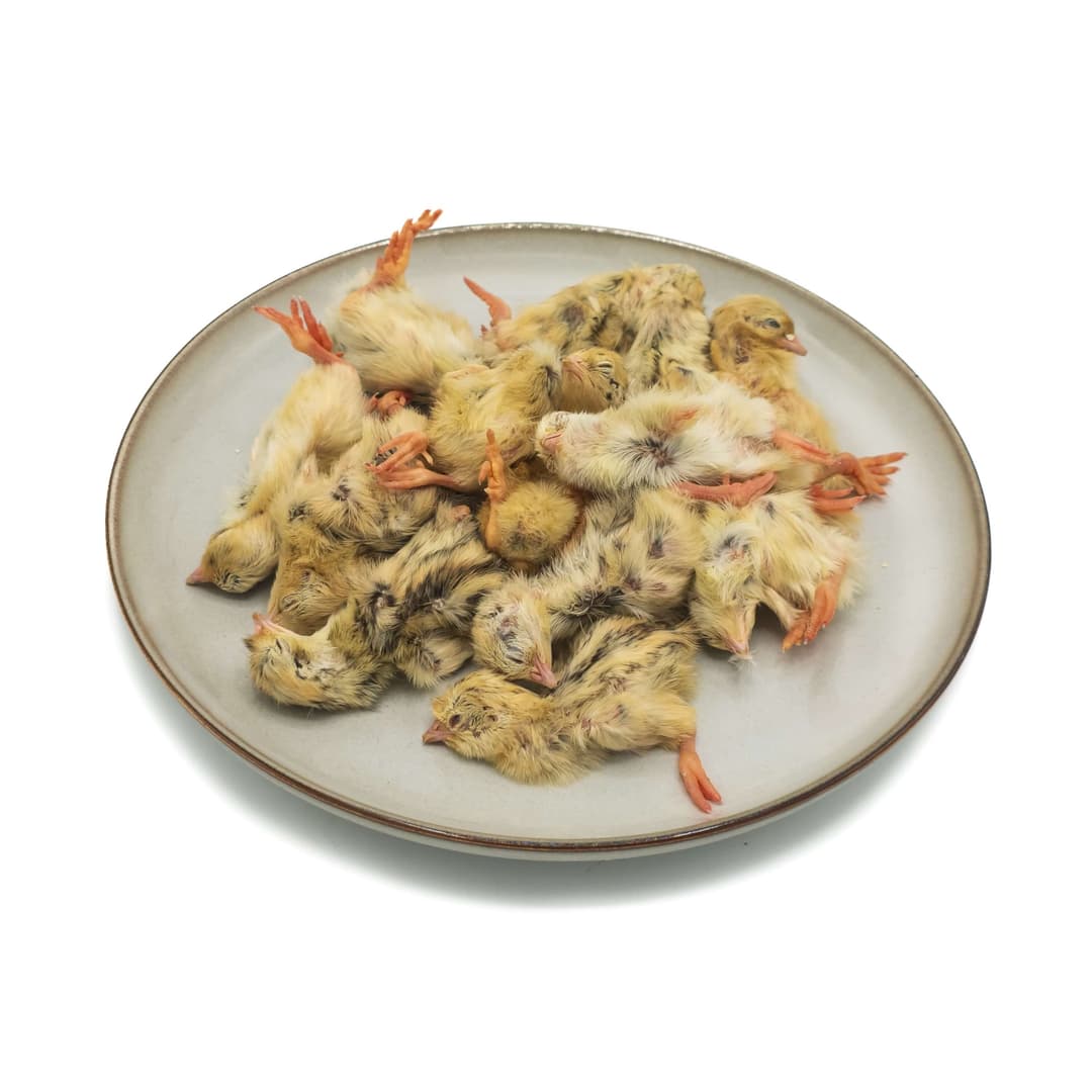 Eintagswachtel (7-9 g)