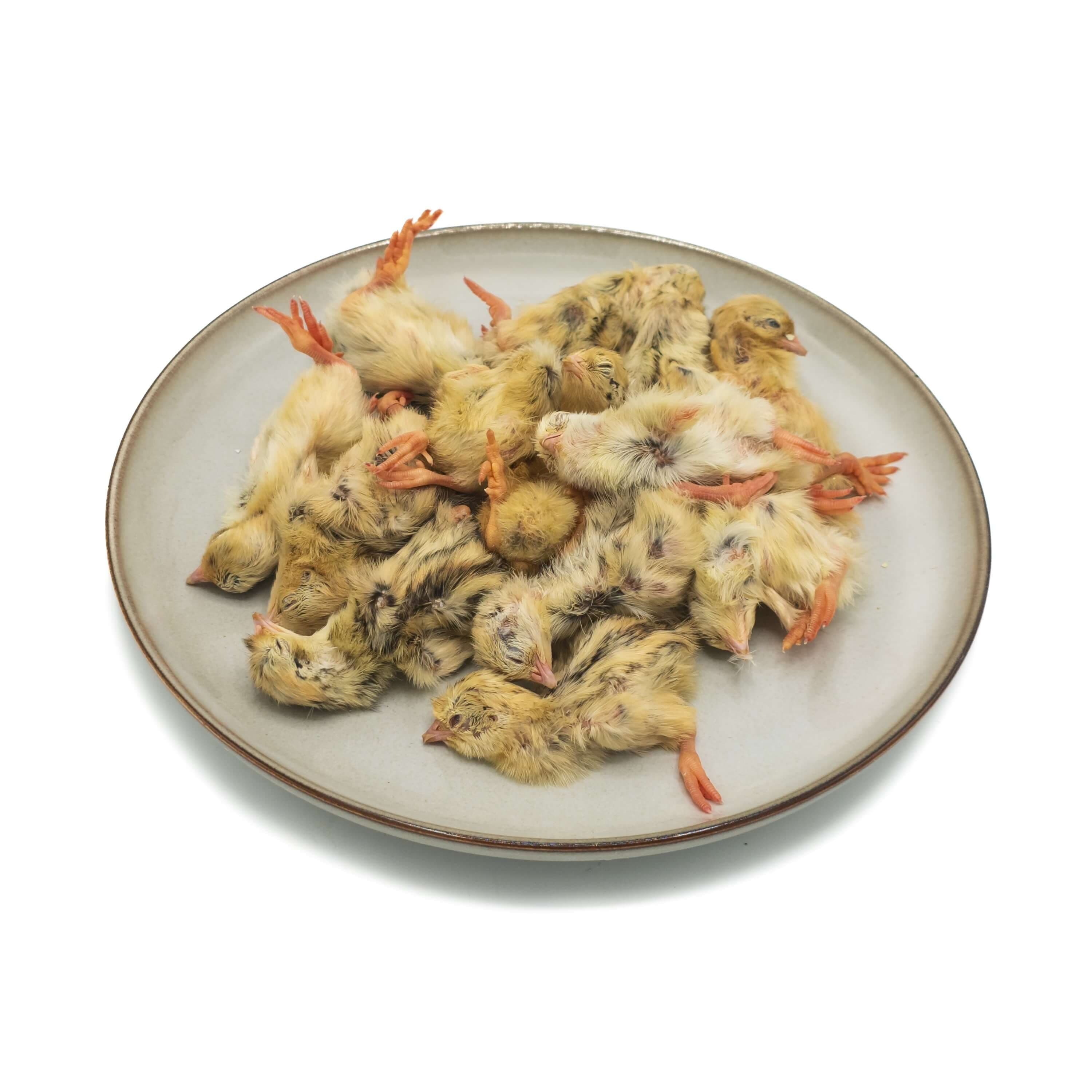 Eintagswachtel (7-9 g)