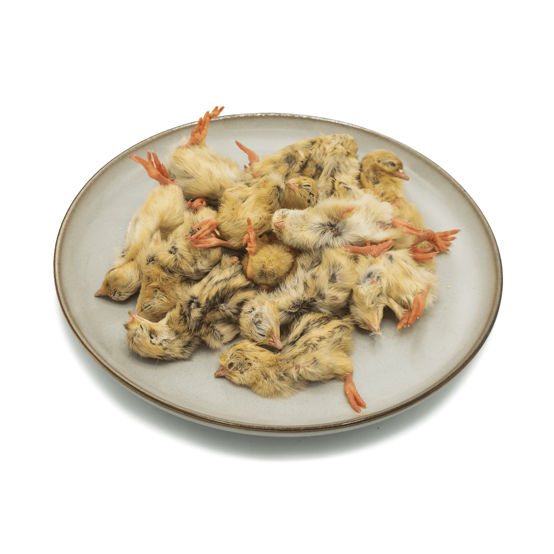 Eintagswachtel (7-9 g)