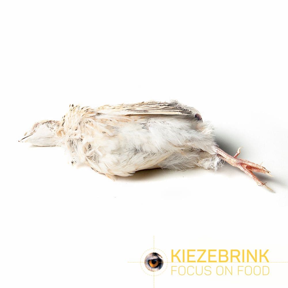 Wachteln L (220-320 g)