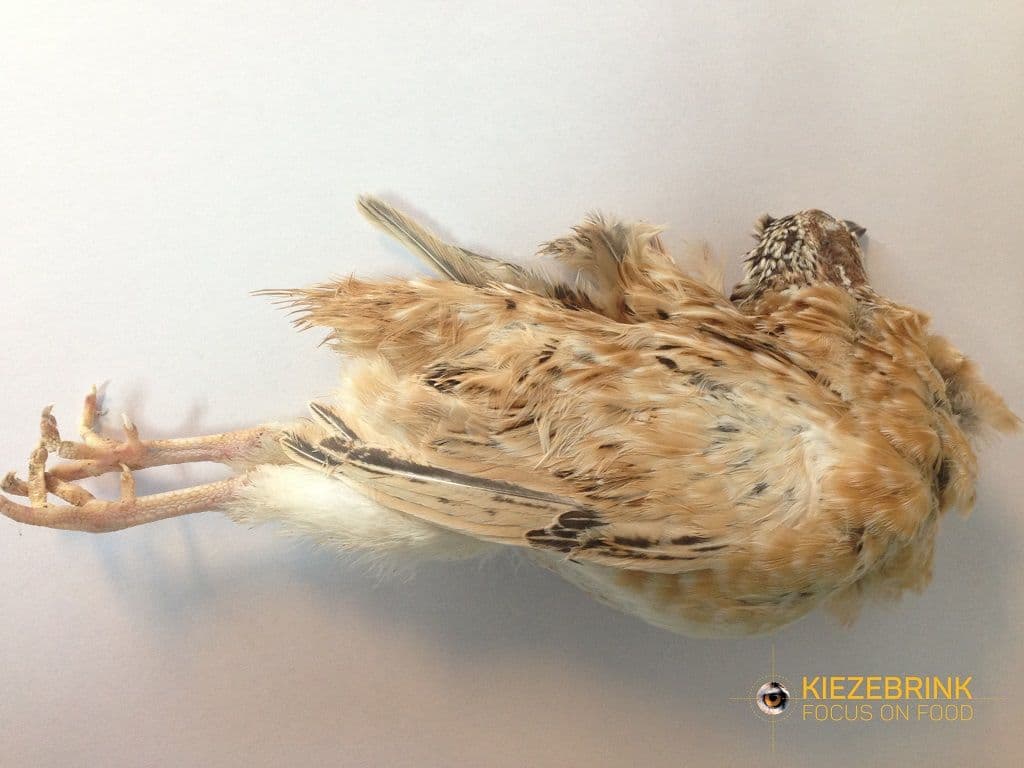 Kwartel S (140-170 g)