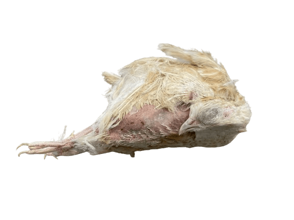 Spanische Elterntiere Wachteln (150-200 g)