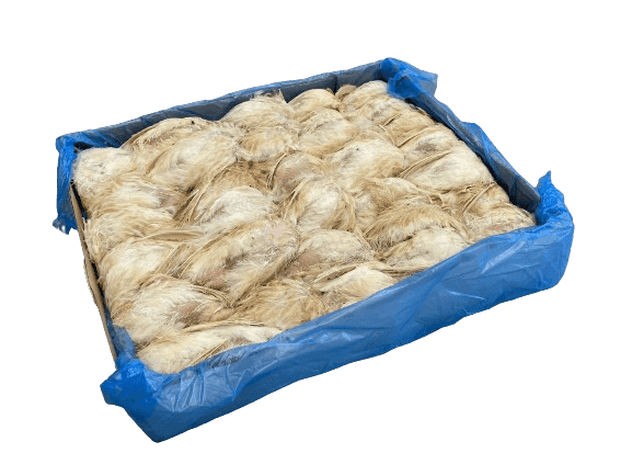 Elterntiere Wachteln (150-200 g)