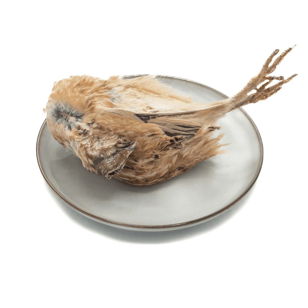 Wachtel L (220-320 g)