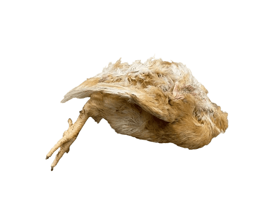 Poussin (500-600 g)