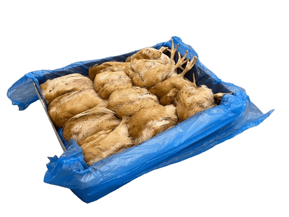Poussin (500-600 g)