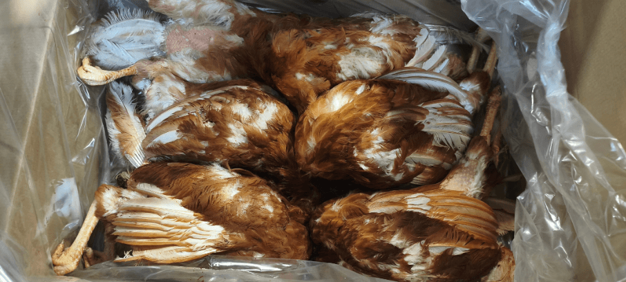 Chicken With Feathers - ca. 12 kg box