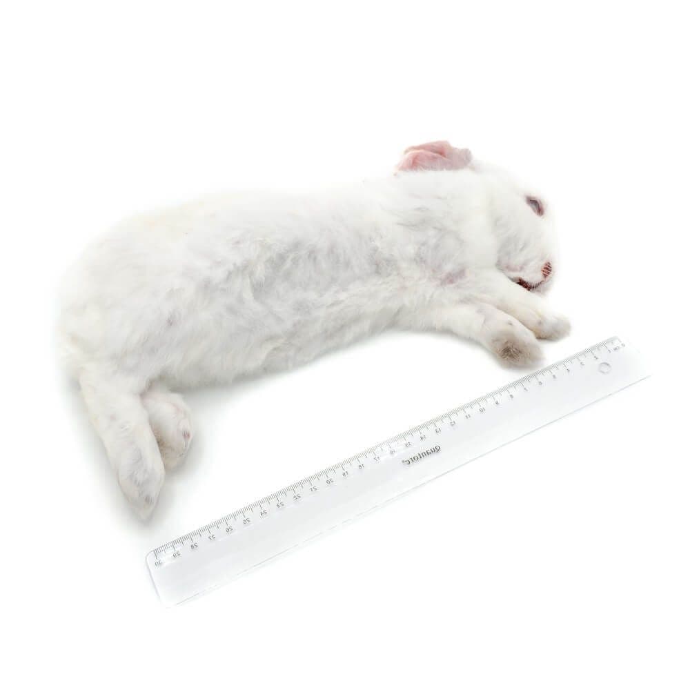 Rabbit S 0.9-1.3 kg - 7-11 pcs/box