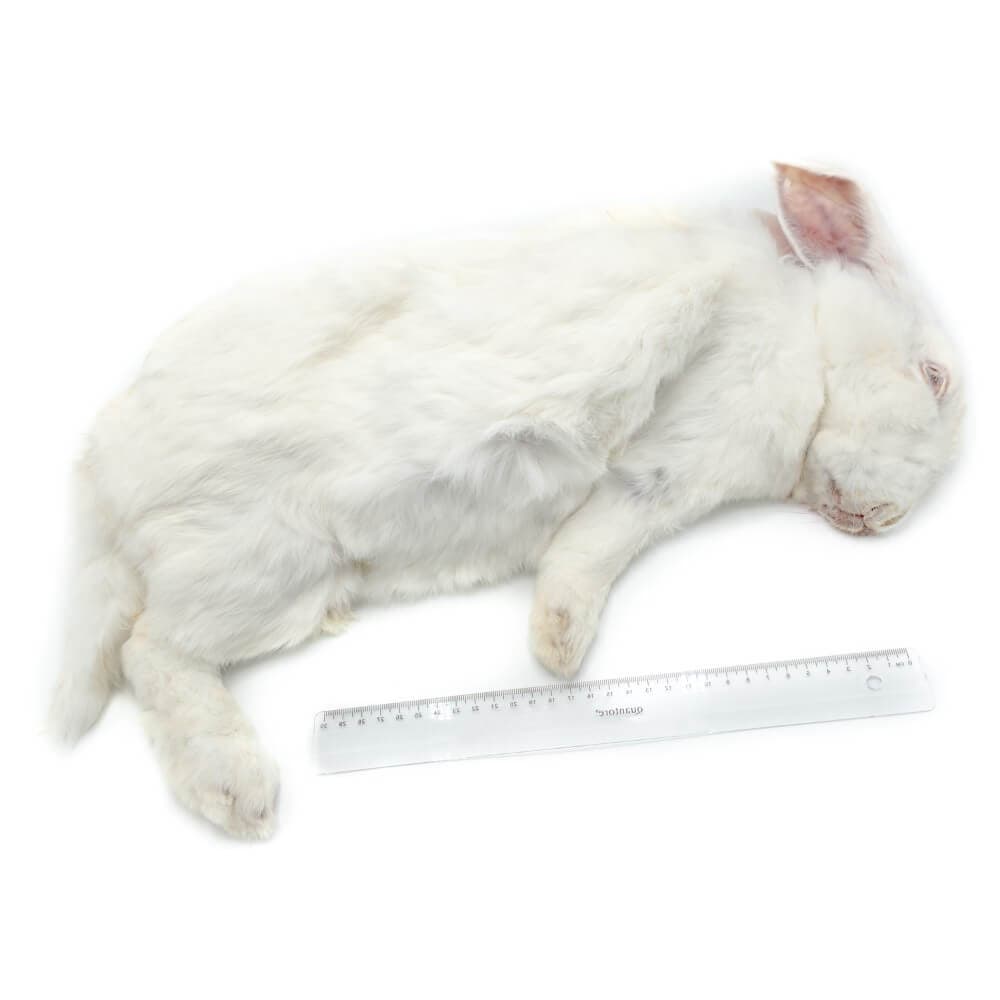 Rabbit L 4-5.5 kg - 2 pcs/box