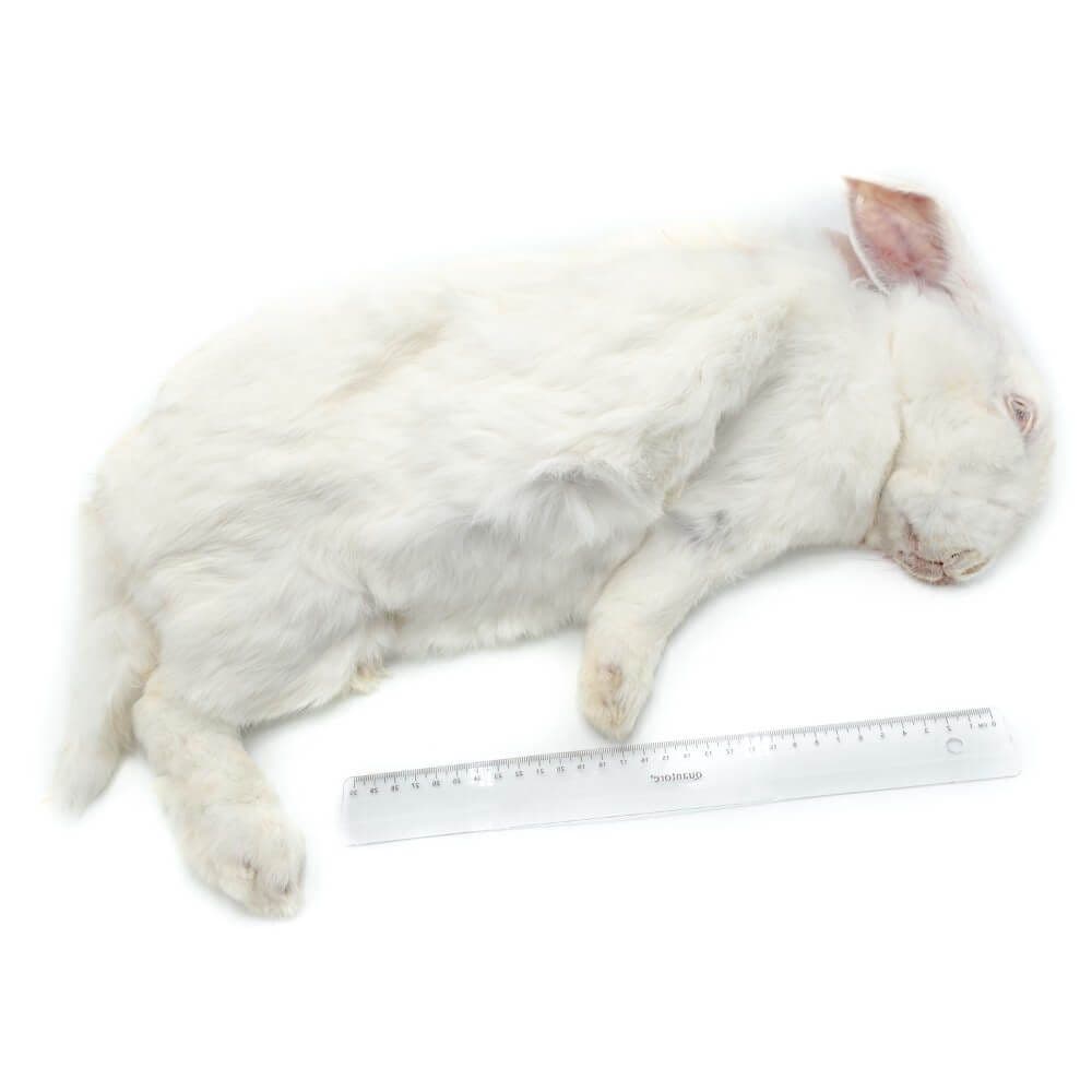 Rabbit L 4-5.5 kg - 2 pcs/box