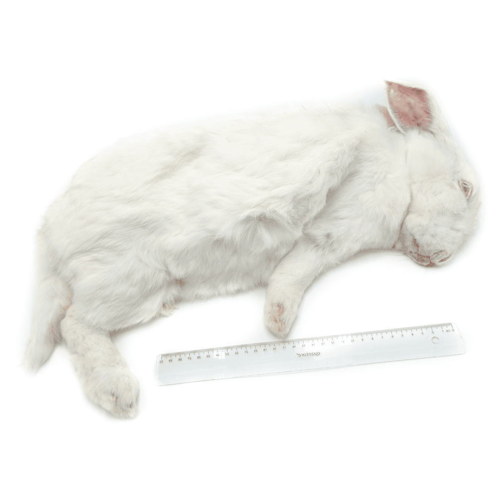 Rabbit L (4-5.5 kg) - 2 pcs/box