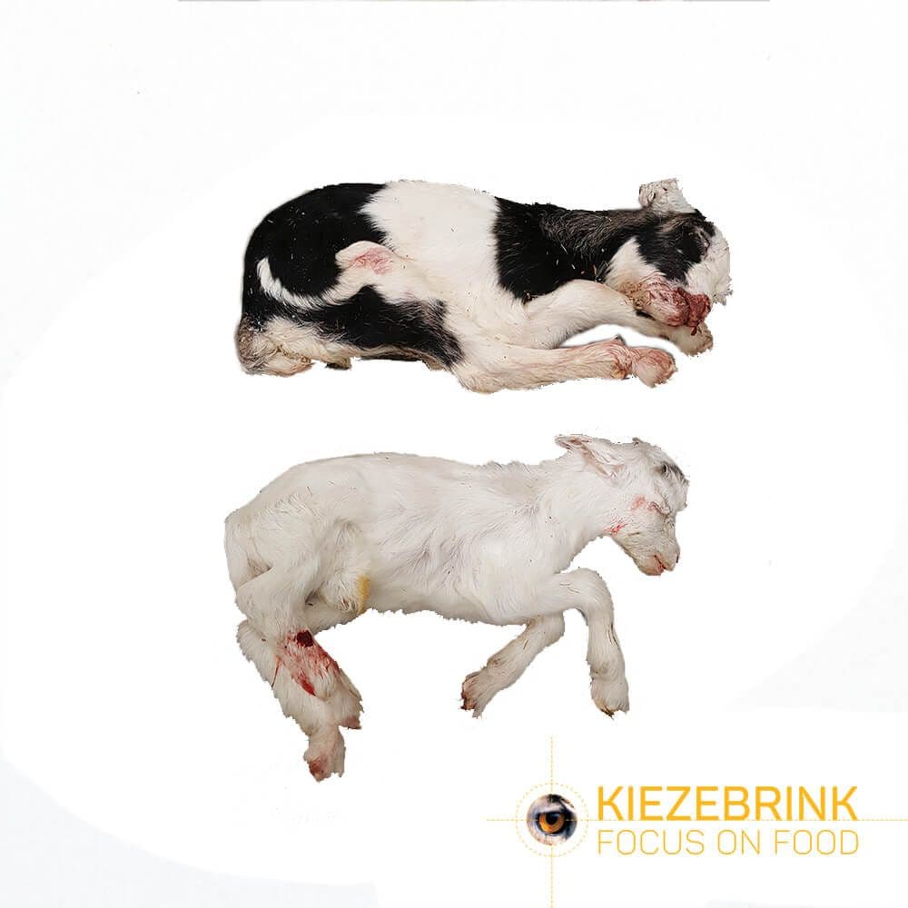 Geitenbokjes - cat. 2 - 2-4 kg bulk
