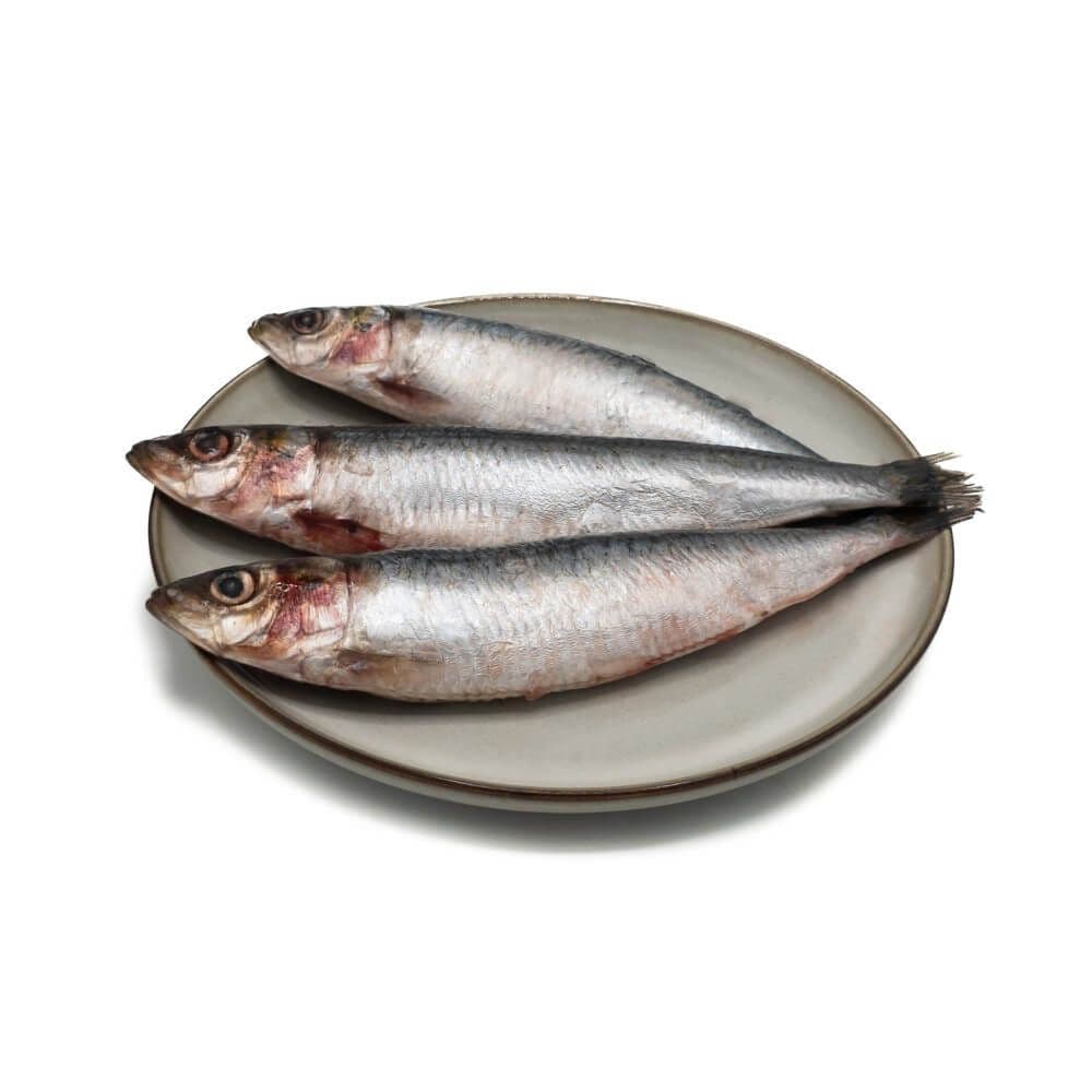 Sardinen, lose eingefroren - 10 kg Karton