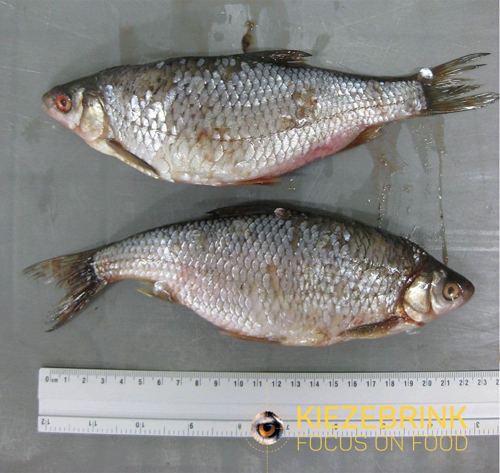 Fresh Water Fish - 10 kg box