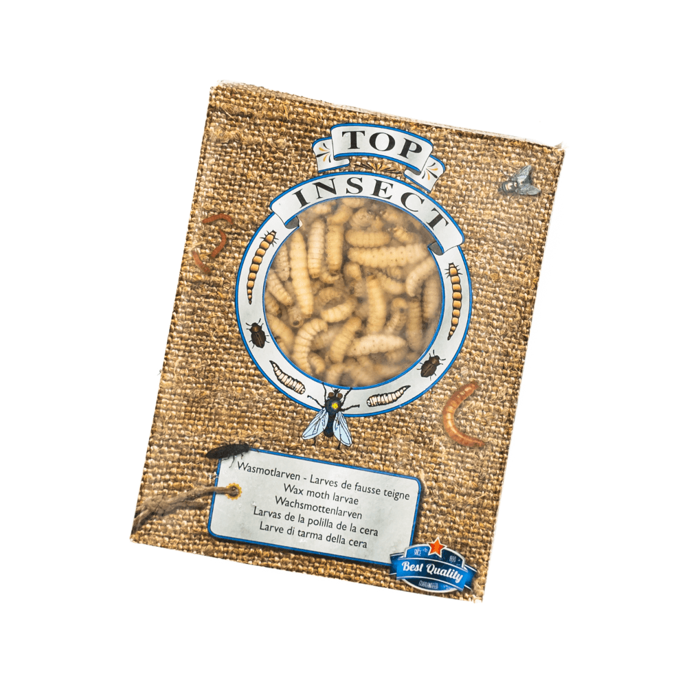 Wachsmottenlarven