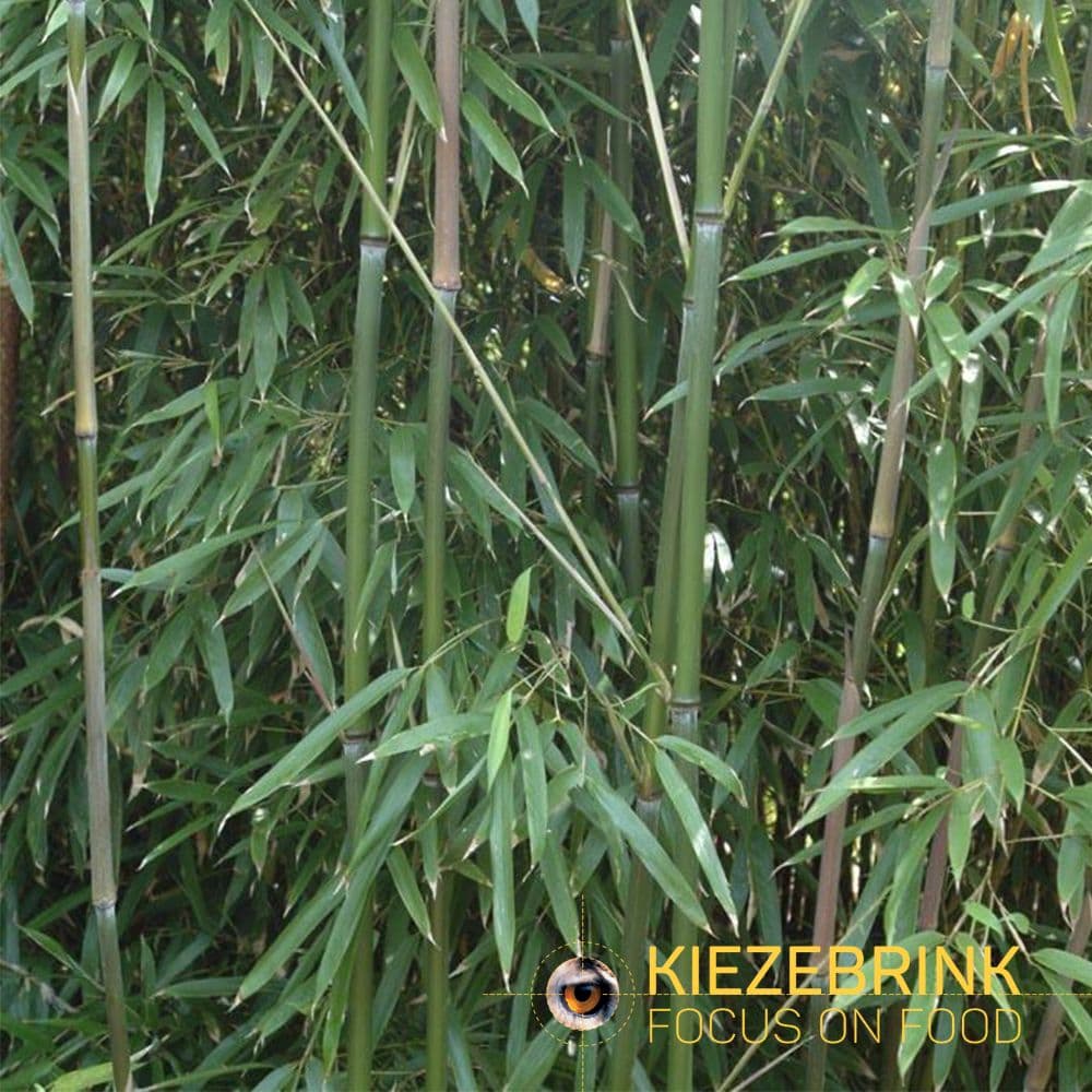 Bamboo Frozen - ca. 250 kg