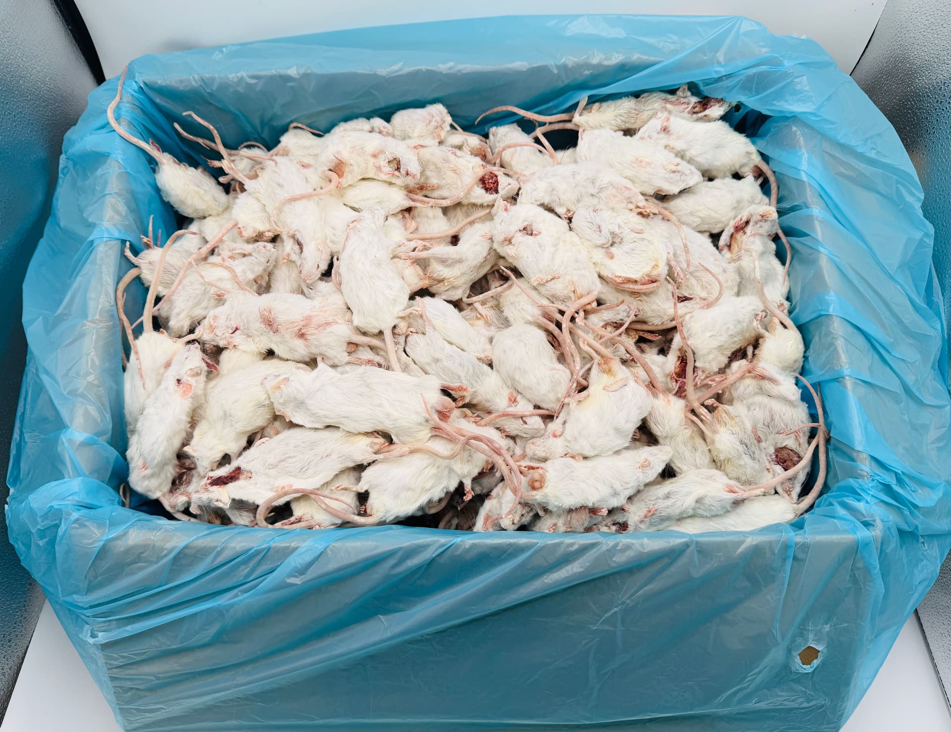 Mix Maus (6-40 g) B-Qualität