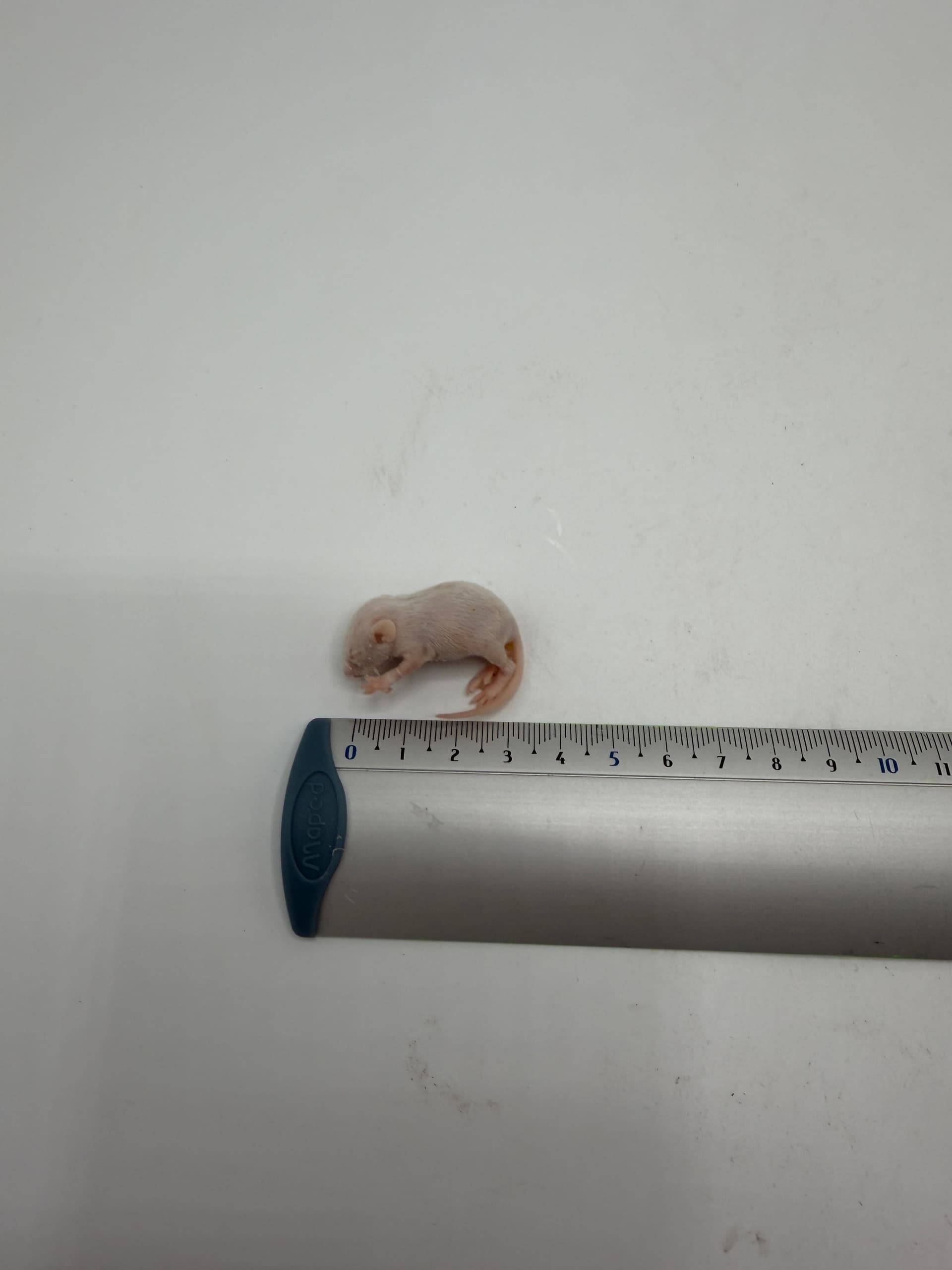 Babymäuse (1-4 g) B-Qualität