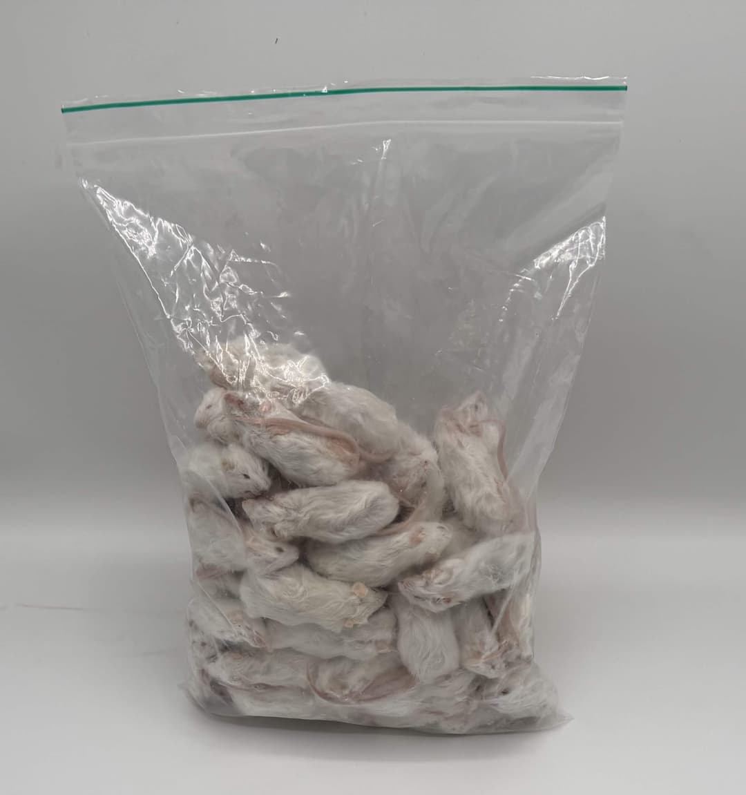 Regular Mice (16-22 g)