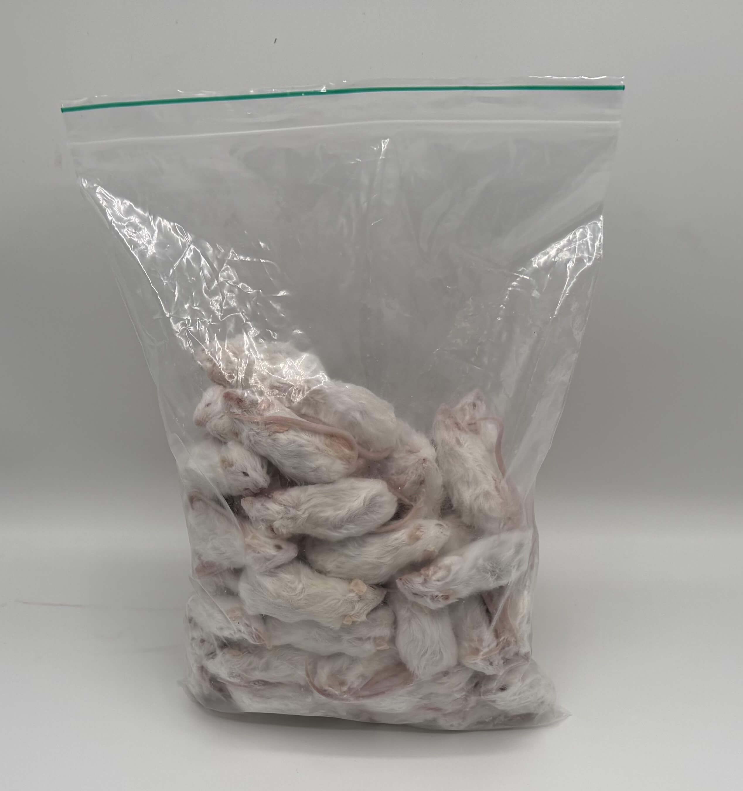 Regular Mice (16-22 g)