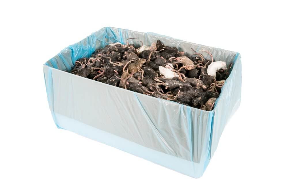 Regular Mice (16-22 g)