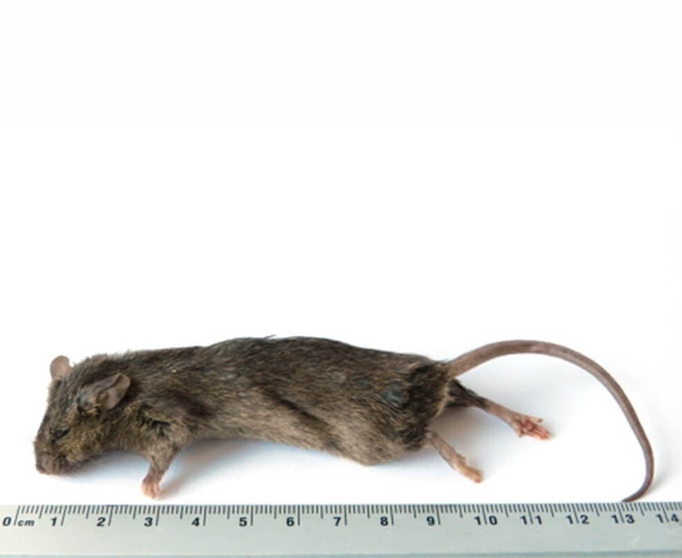 Grote Muis (>23 g)
