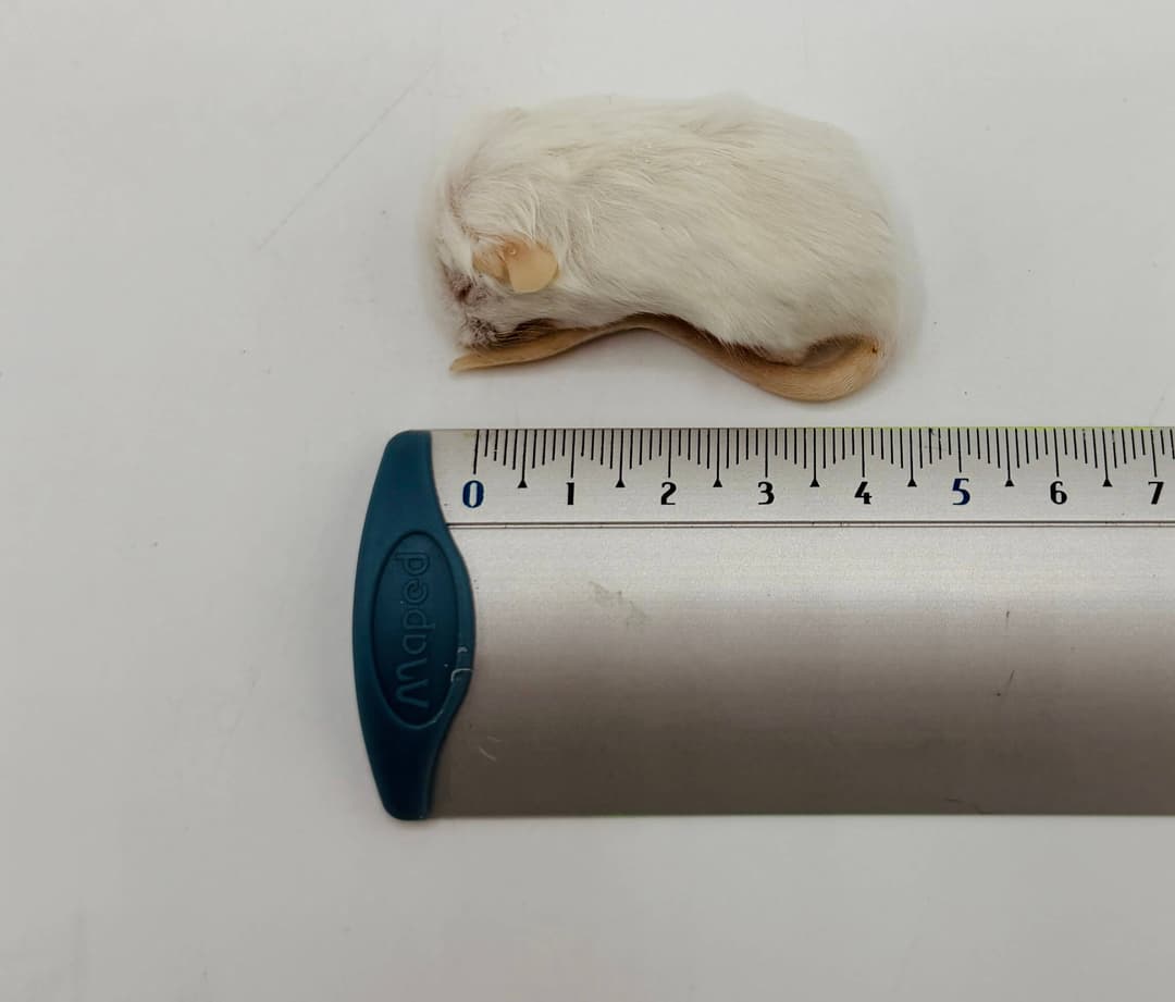 Springer muis (7-10 g)