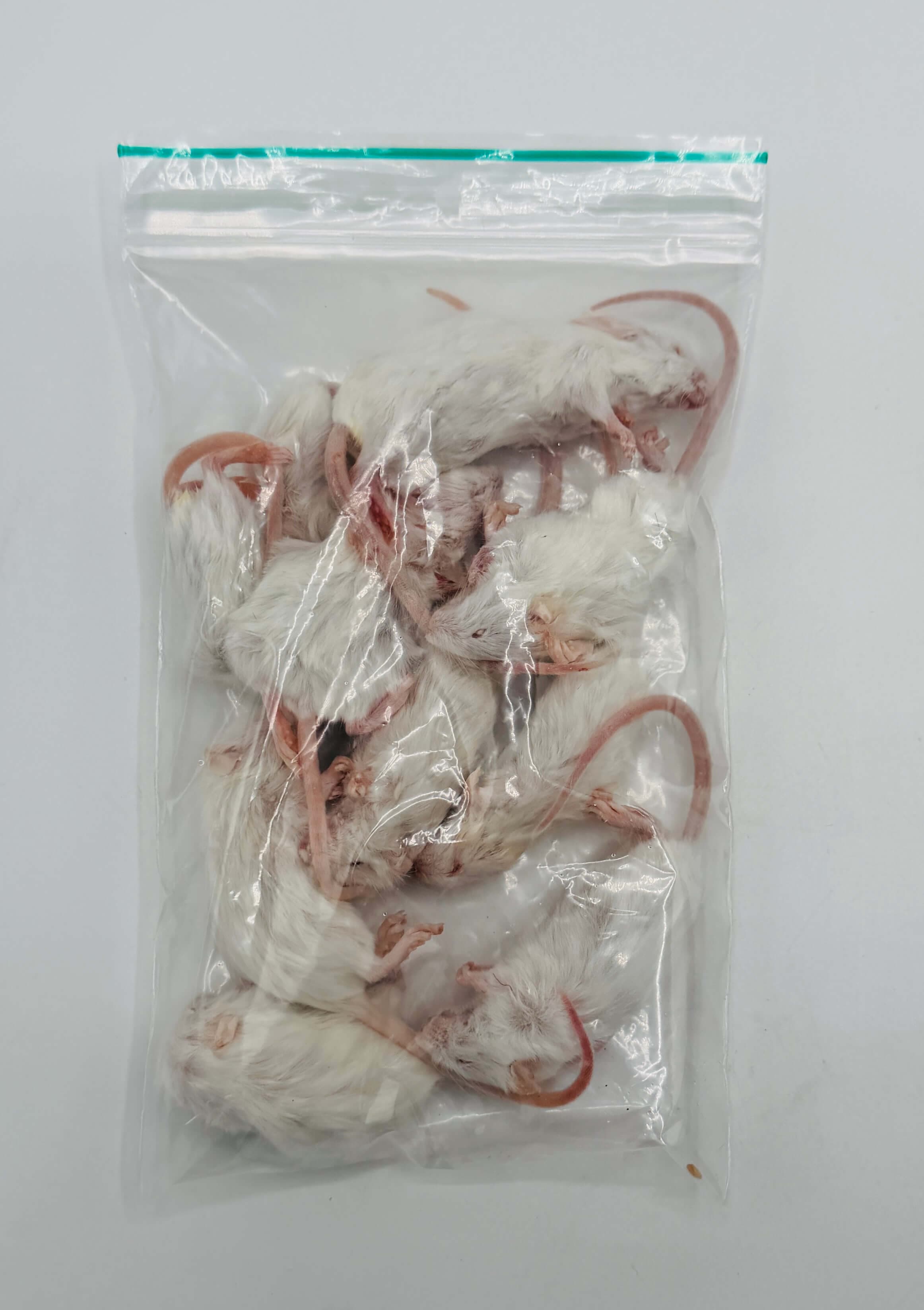 Kleine Muis (8-15 g)