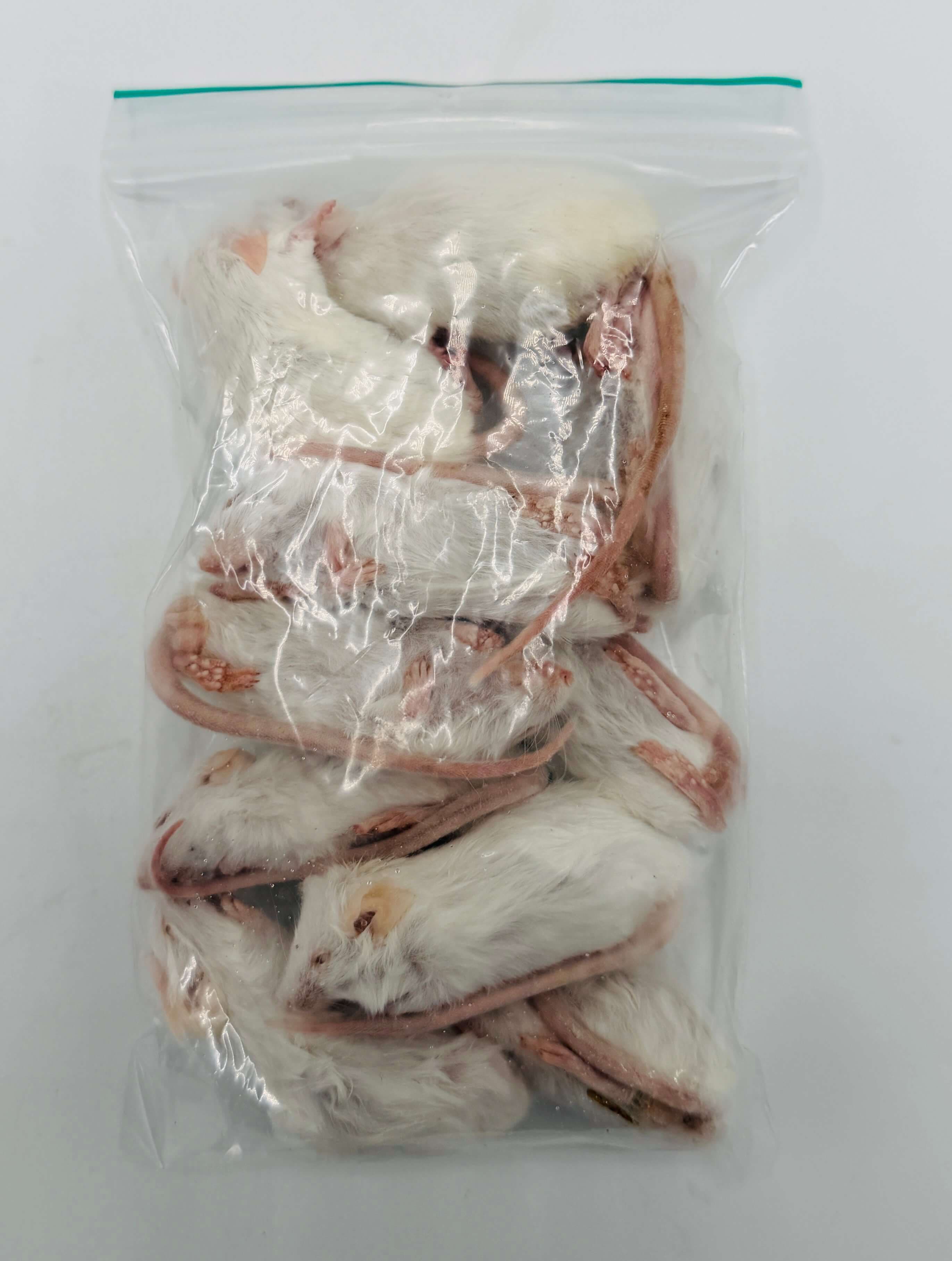 Regular Muis (16-22 g)