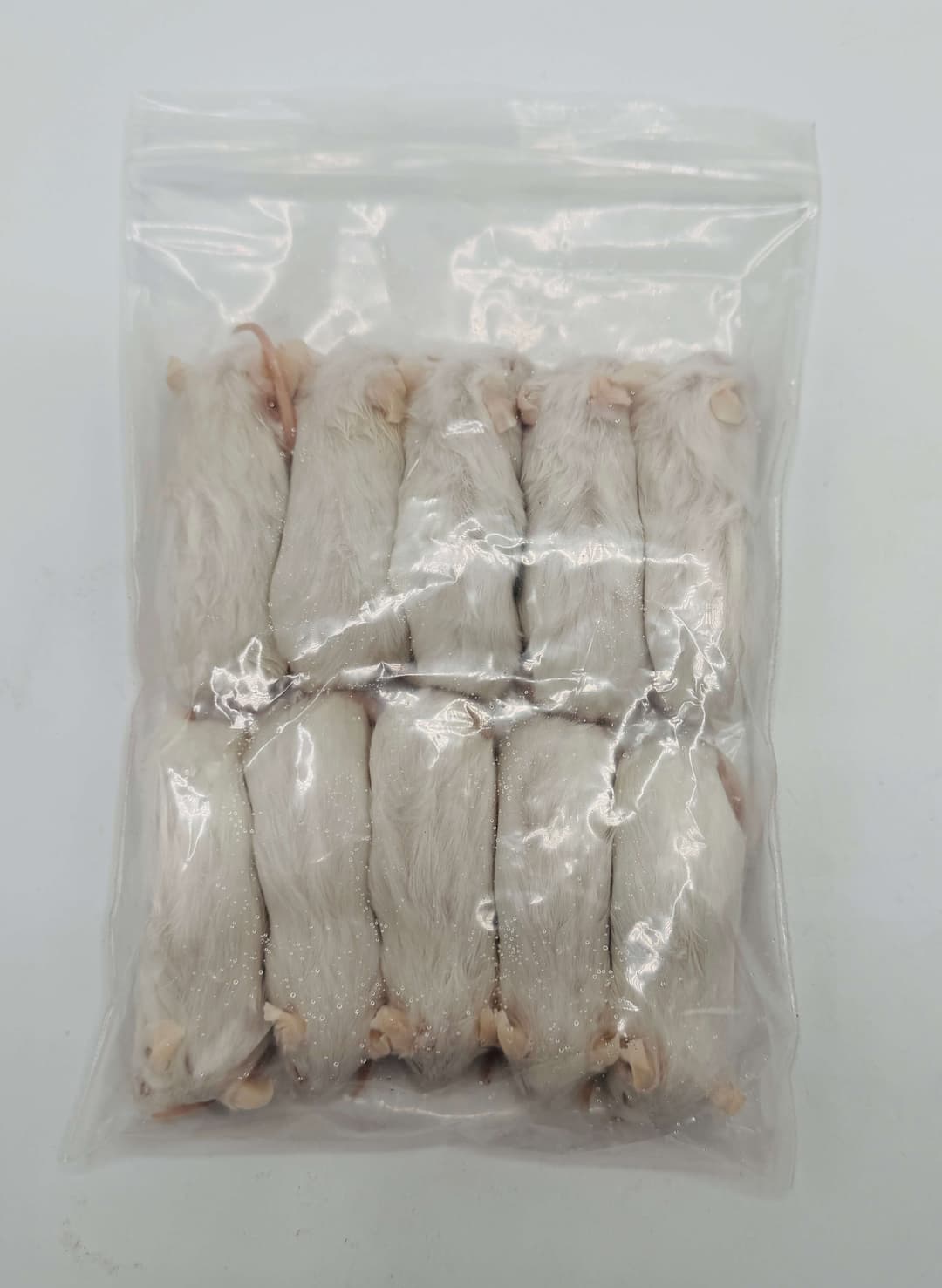 Grote Muis (23-30 g)