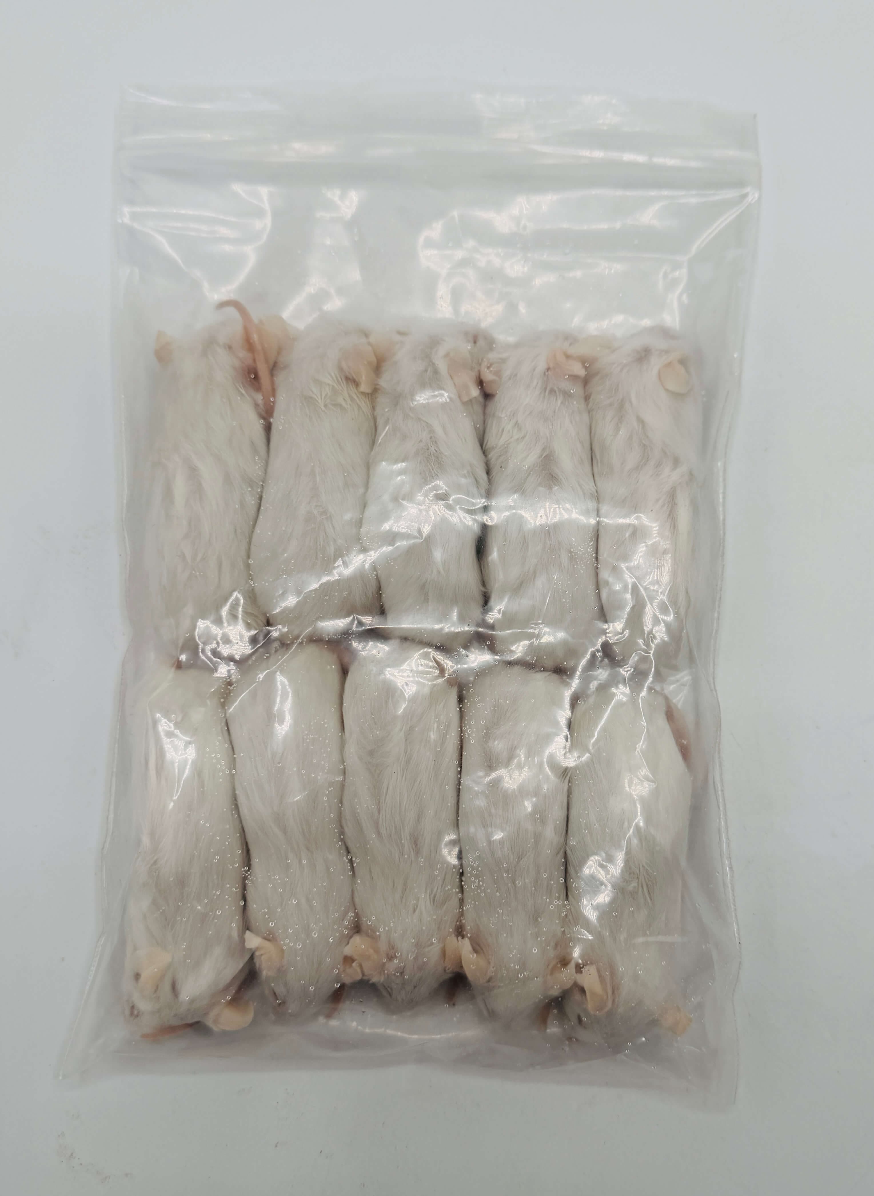 Grote Muis (23-30 g)