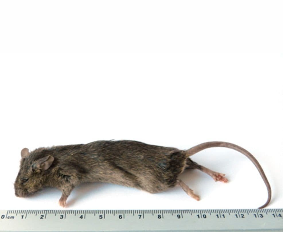 Grosse Maus (23-30 g)