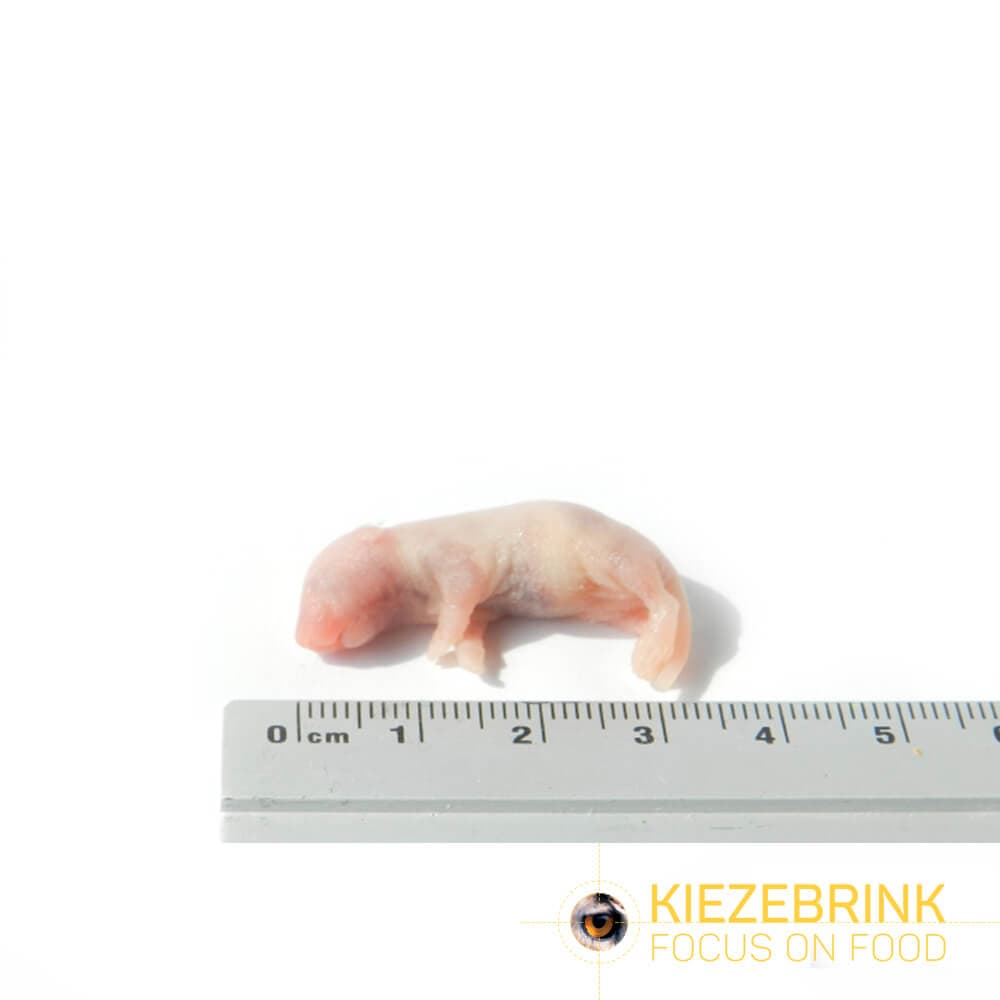 Pinky Mice (1-2 g)