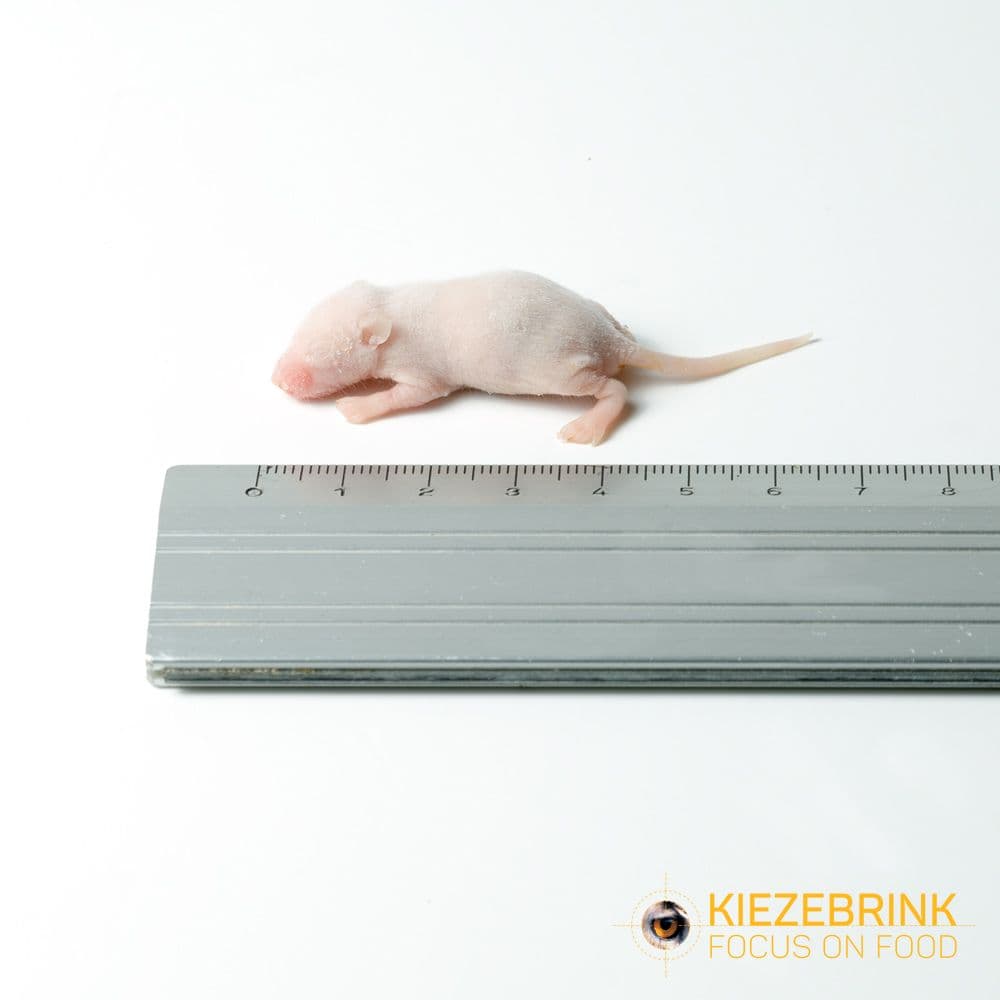 Babymäuse XXL (3-4 g)