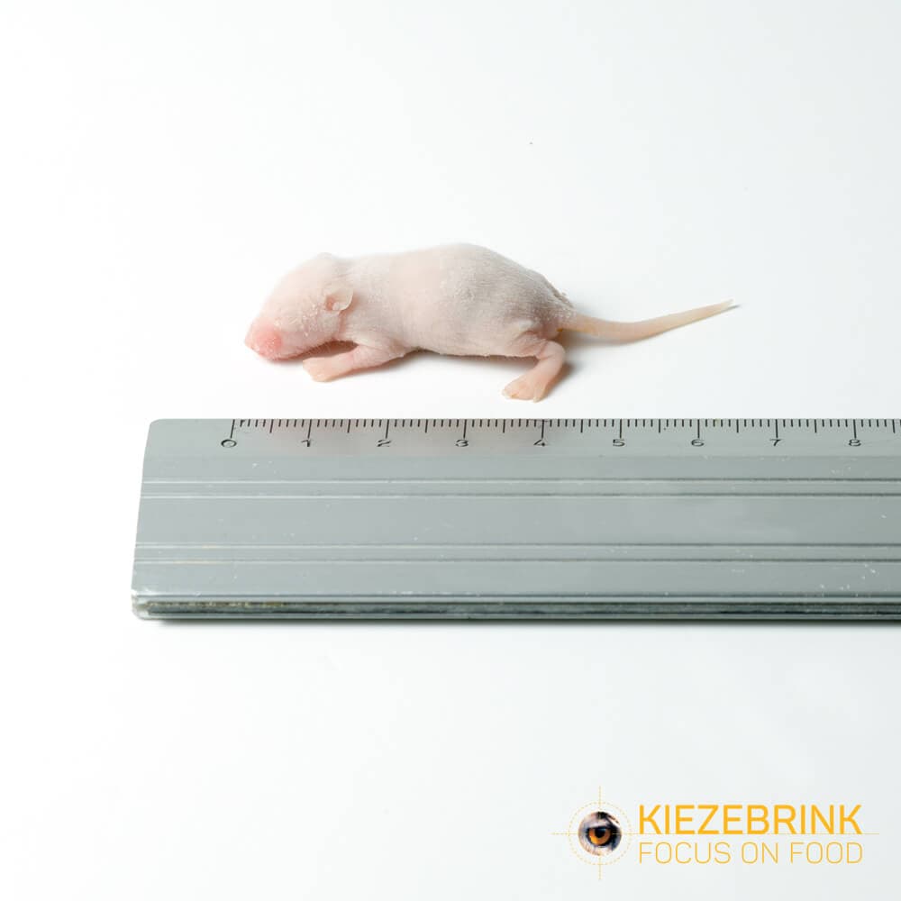 Babymäuse XXL (3-4 g)