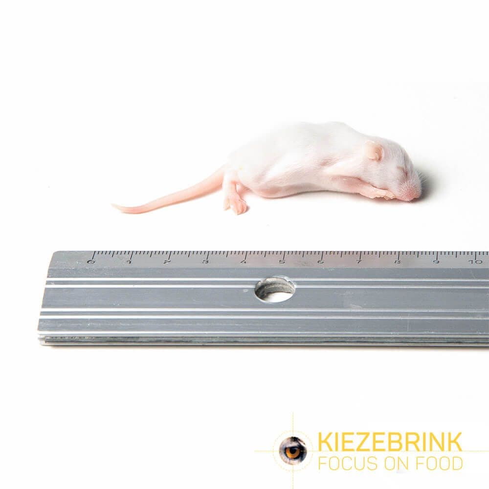 Fuzzy Maus (4-6 g)