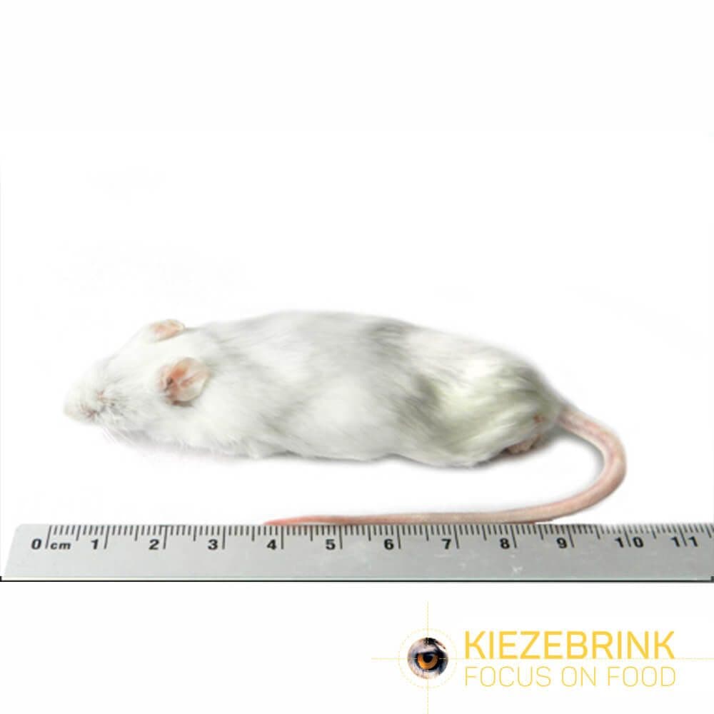 Jumbo Mice (>30 g)