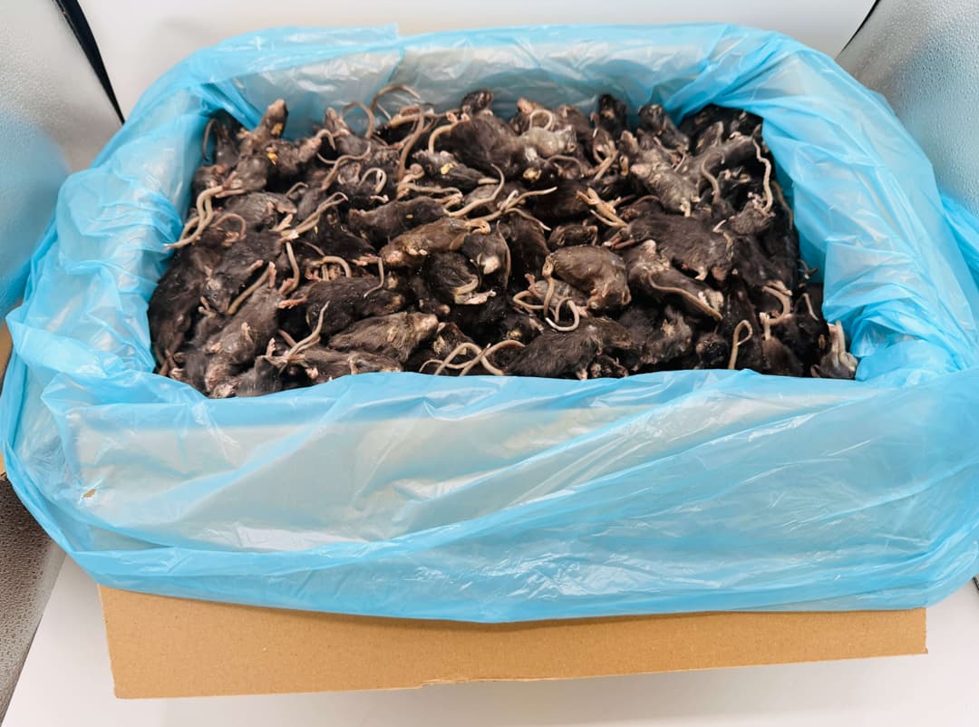 Mix Donkere Muis (±6-40 g)
