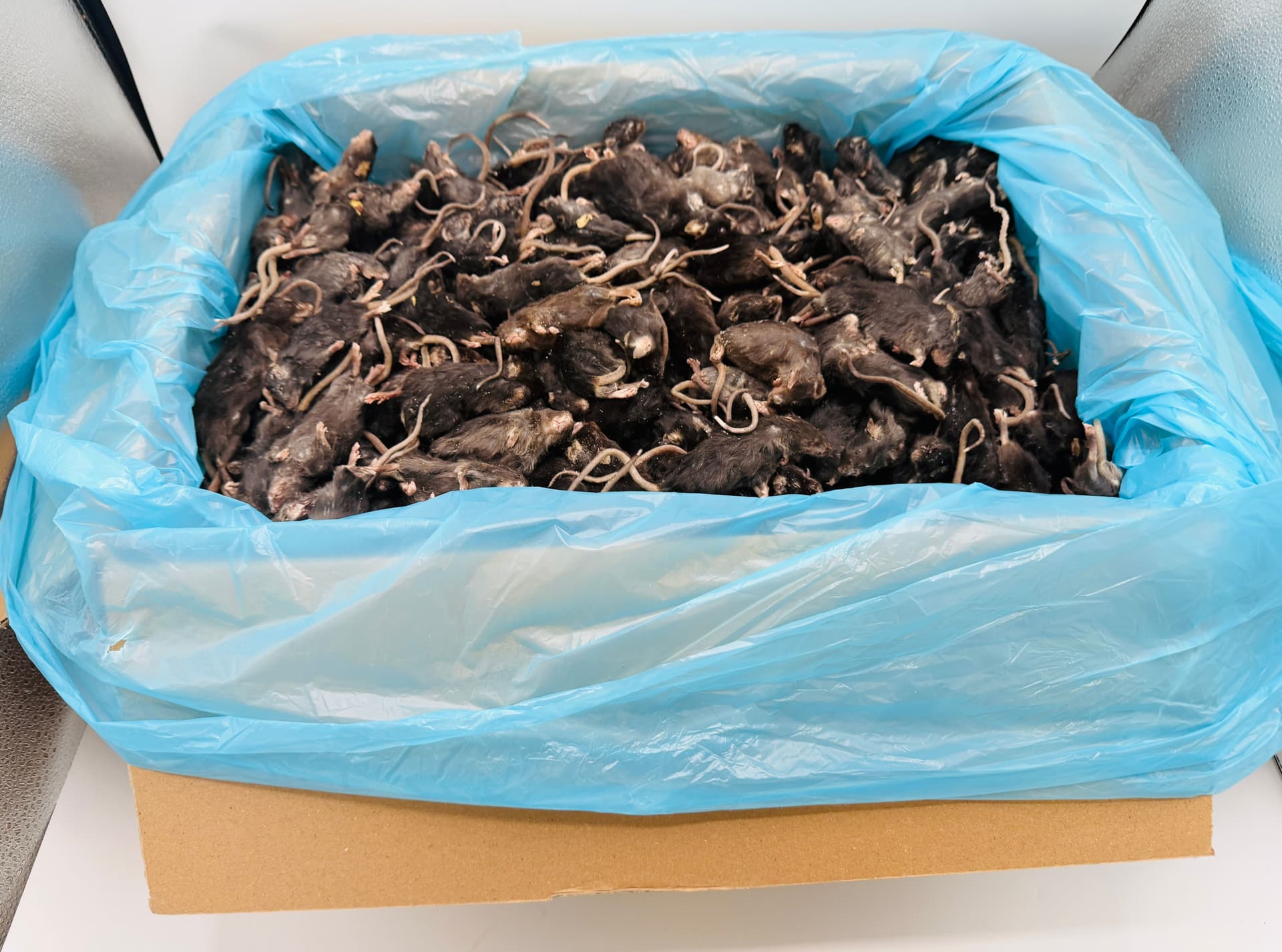 Mix Dunkele Maus (±6-40 g)