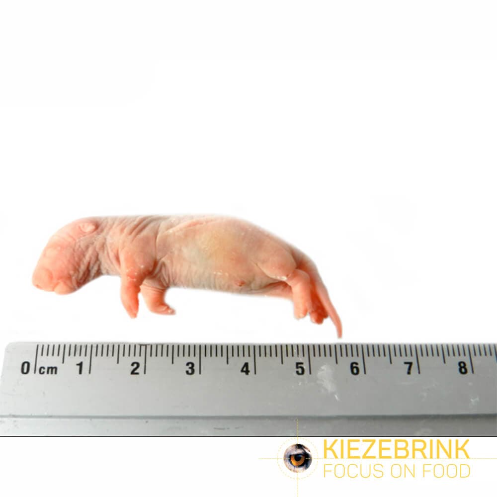Baby Rats (5-14 g)