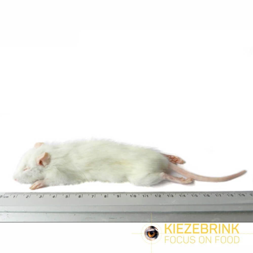 Kleine weaner rat (25-60 g)