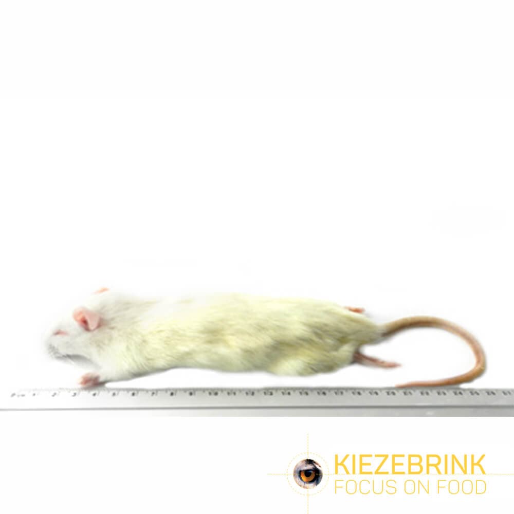 Kleine Ratte (90-150 g)