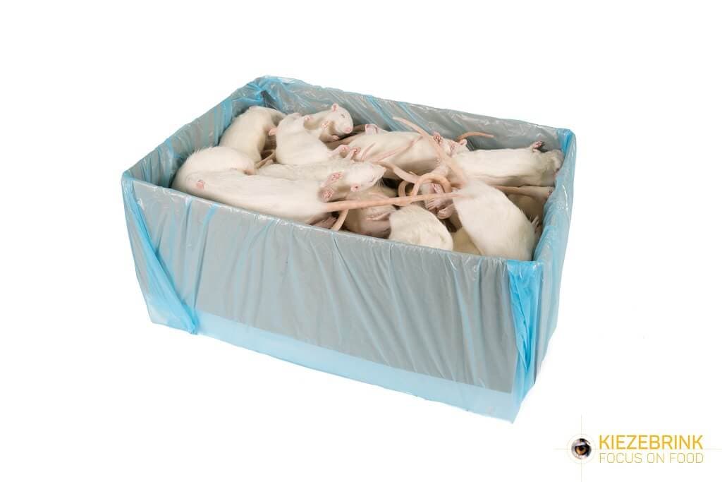 Adulte Ratte (150-250 g)
