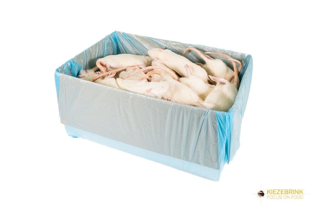 Jumbo Ratte (ca. >350 g)