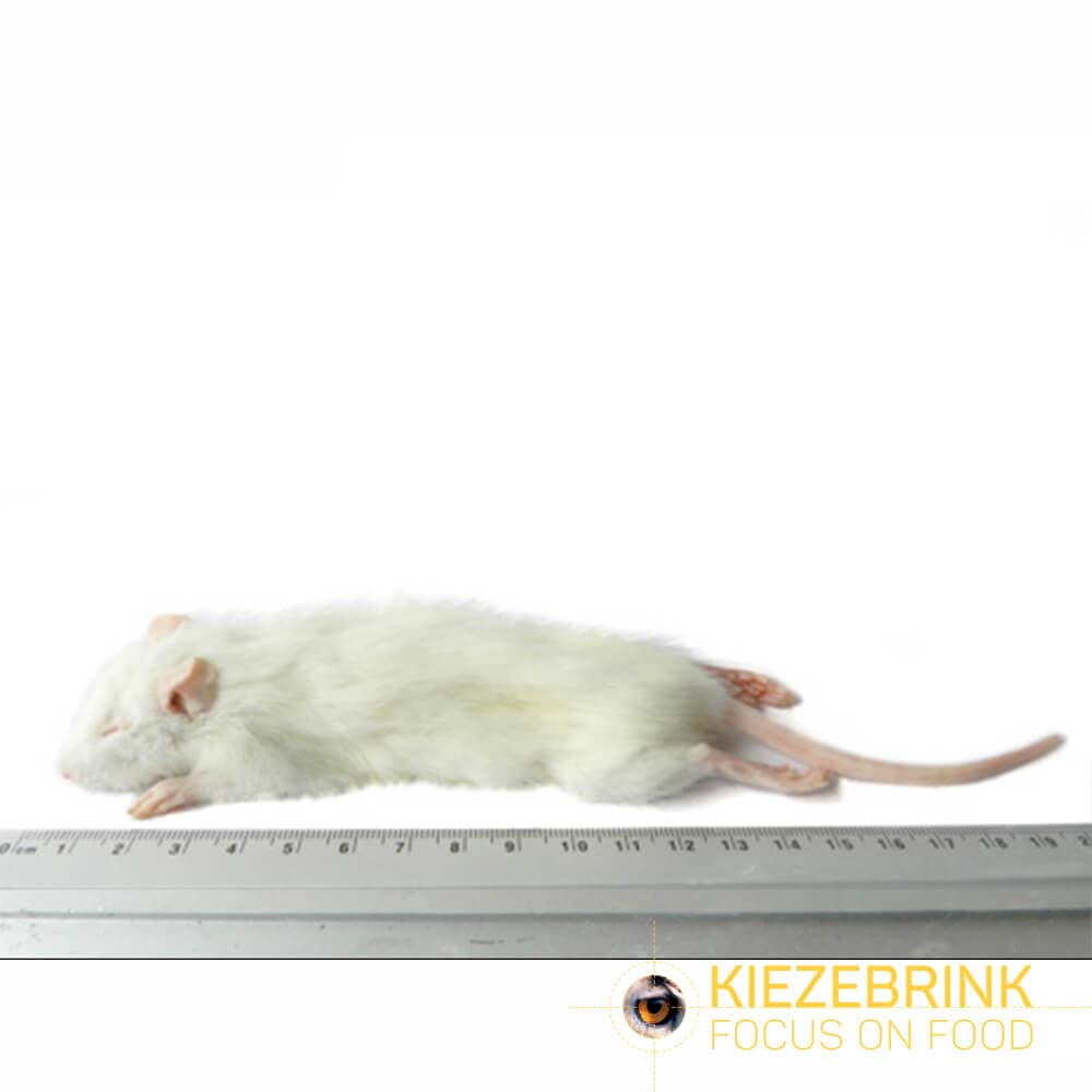 Small Weaner Rats (25-60 g)