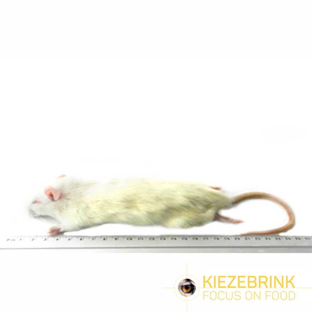 Small Rats (90-150 g)
