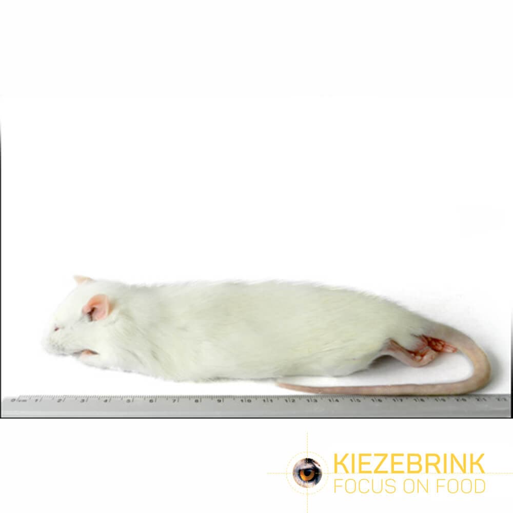 Regular Rats (150-250 g)
