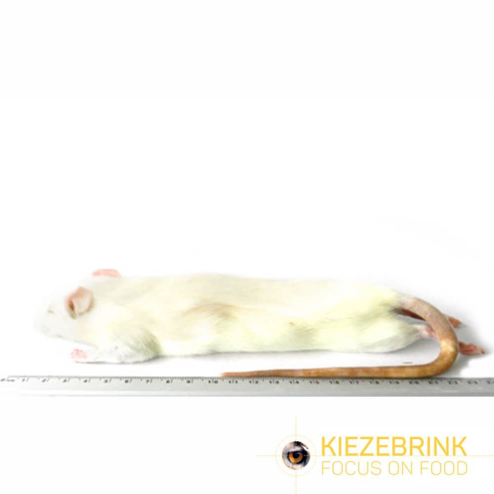 Large Rats (250-350 g)